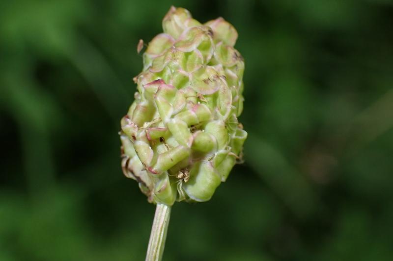 Salad burnet is a hardy perennial herb native to Europe, including the British Isles, with delicate pinnate leaves and small, rounded crimson flower