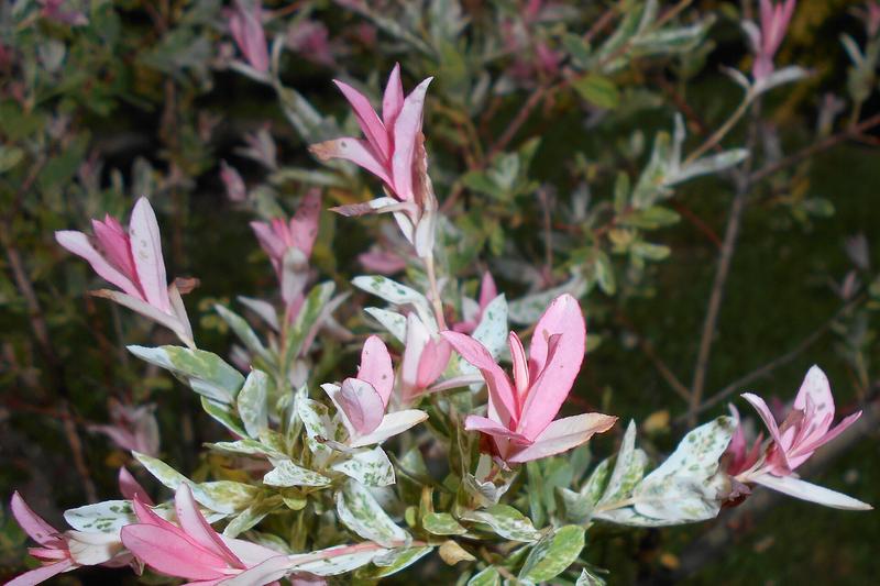 Hakuro-nishiki Willow is a deciduous shrub prized for its striking variegated foliage in shades of pink, white, and green, particularly vibrant on