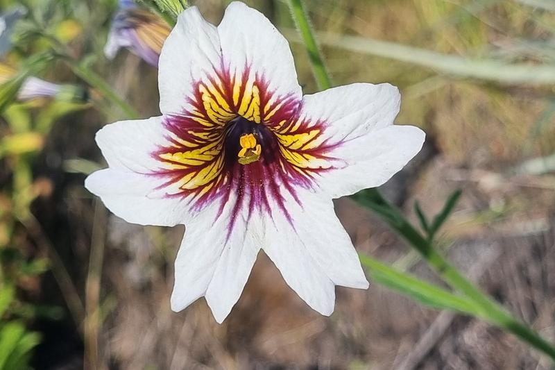 Salpiglossis is a striking half-hardy annual native to Chile, prized for its exotic, funnel-shaped flowers in rich jewel tones of purple, red, gold