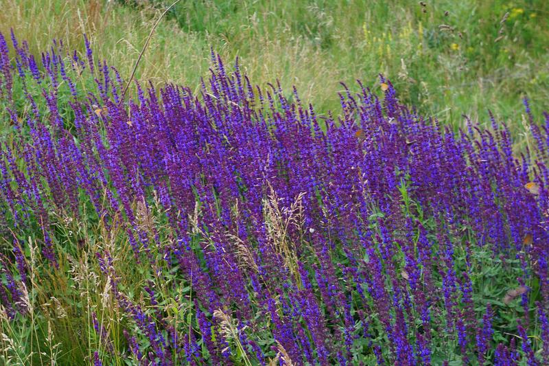 Salvia (Salvia nemorosa): Growing in neat, upright clumps with aromatic foliage, it brings reliable colour and structure to UK borders whilst