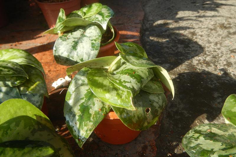 Satin Pothos is a stunning trailing houseplant native to Southeast Asia, prized for its heart-shaped leaves adorned with silvery-grey variegation