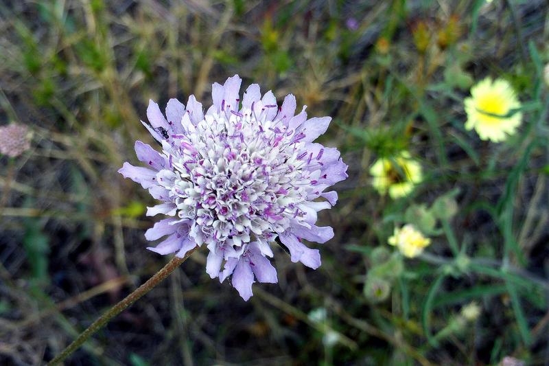 Annual Scabious is a charming cottage garden favourite producing distinctive pincushion-like flowers in shades of deep purple, crimson, pink, and