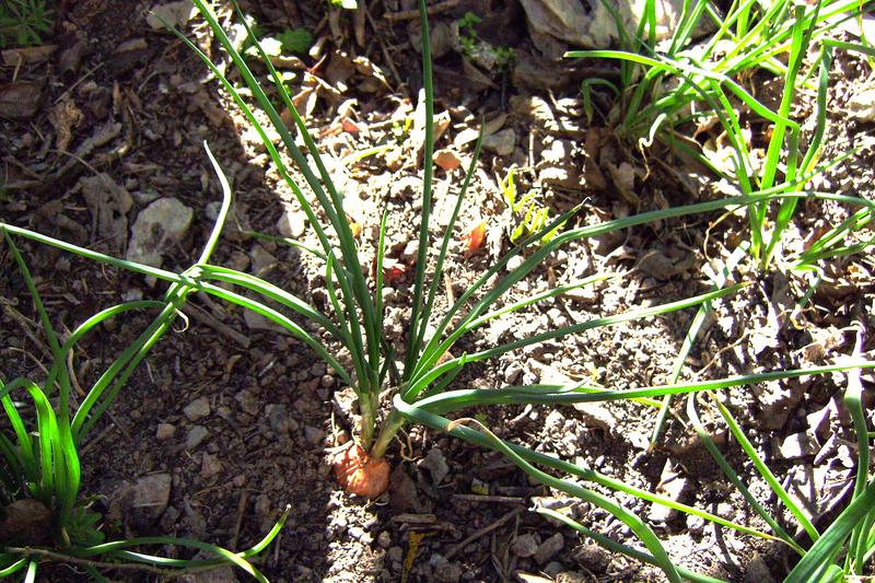 Shallots are elegant members of the onion family, forming clusters of elongated, copper-skinned bulbs with a mild, sweet flavour prized in British