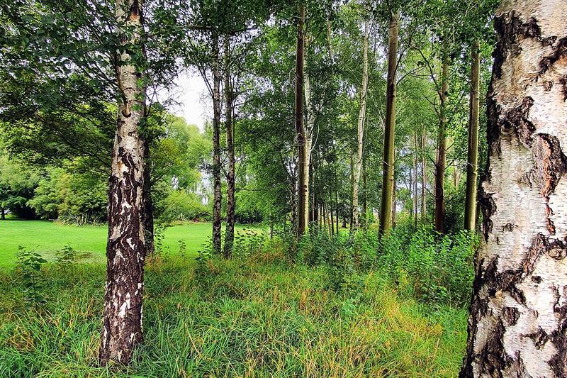Silver Birch is a graceful, fast-growing native British tree renowned for its distinctive white bark and delicate, pendulous branches that create
