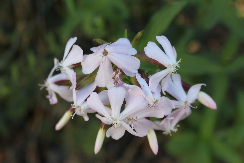 Soapwort (Saponaria officinalis): Growing 30–90 cm tall, this cottage garden favourite has been cultivated for centuries for its saponin-rich leaves