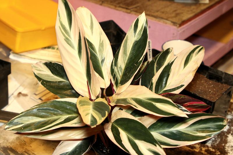 Stromanthe is a striking tropical houseplant native to the Brazilian rainforest, prized for its beautifully patterned foliage featuring cream, pink