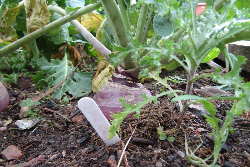 Swede is a hardy root vegetable producing large, purple-skinned, yellow-fleshed roots with a sweet, earthy flavour