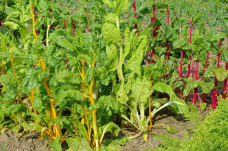 Swiss chard is a hardy, leafy vegetable prized for its colourful stems in shades of red, yellow, white, and orange, alongside large, glossy green