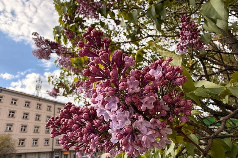 Lilac is a beloved deciduous shrub renowned for its intensely fragrant, conical flower clusters that appear in late spring, typically in shades of