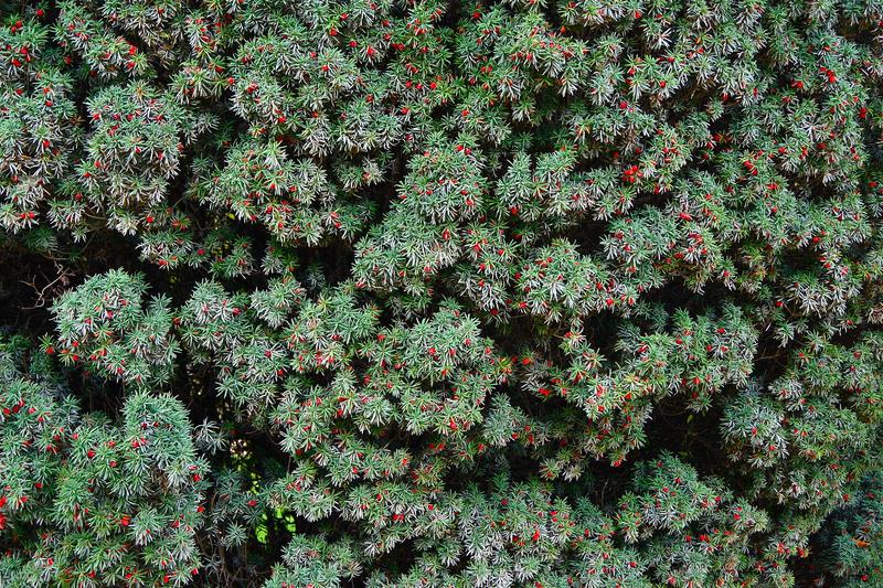 Yew is a slow-growing, evergreen conifer native to Britain and much of Europe, renowned for its dense, dark green foliage and striking red berries