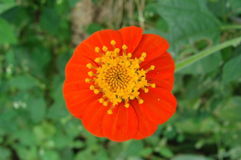 Mexican Sunflower (Tithonia rotundifolia): Growing up to 2 metres tall with velvety, heart-shaped leaves, this sun-loving plant creates a dramatic