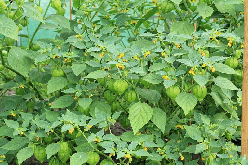 Tomatillo is a bushy annual vegetable native to Mexico, producing tangy green or purple fruits enclosed in papery husks