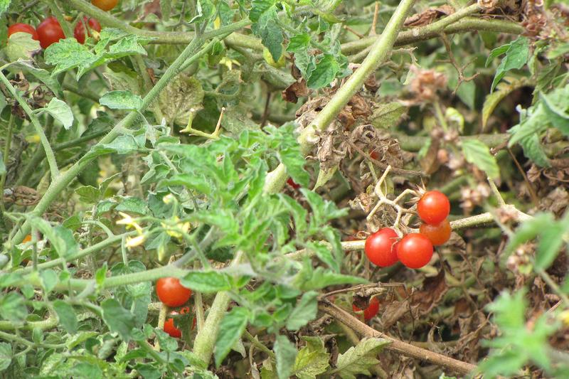 Tomato (Solanum lycopersicum): The tomato is a tender annual vegetable grown for its juicy, flavourful fruits that range from cherry-sized to large