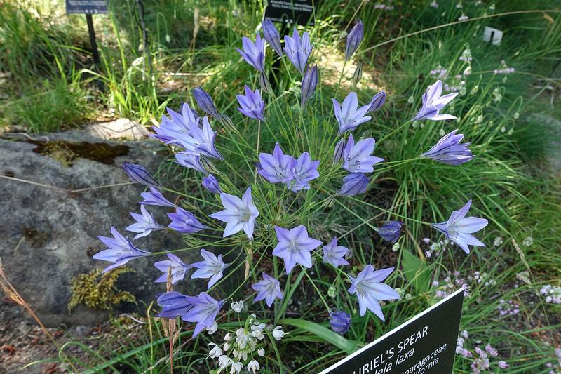 Triteleia (Triteleia laxa): Growing 30–50 cm tall, these charming bulbs are valued by UK gardeners for their delicate appearance, low maintenance