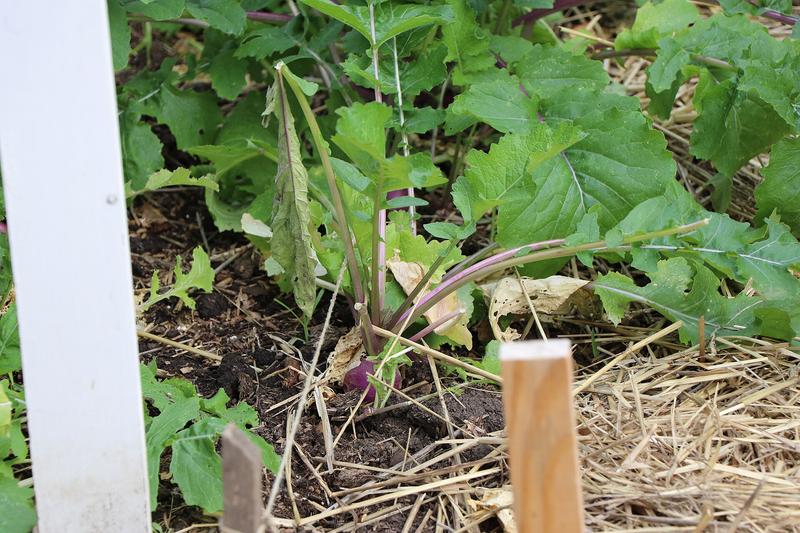 Turnip is a fast-growing root vegetable with white or purple-tinged globular roots and edible leafy tops