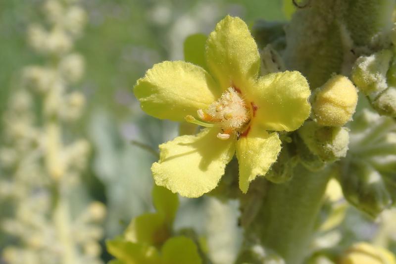 Verbascum (Verbascum bombyciferum): The entire plant is covered in soft, woolly hairs that give it an ethereal, silver-white appearance, particularly