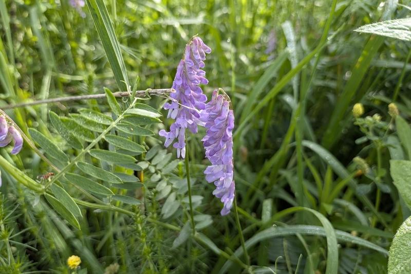 Common Vetch (Vicia cracca): Its delicate, feathery foliage and abundant blooms bring a cottage garden charm to hedgerows and borders