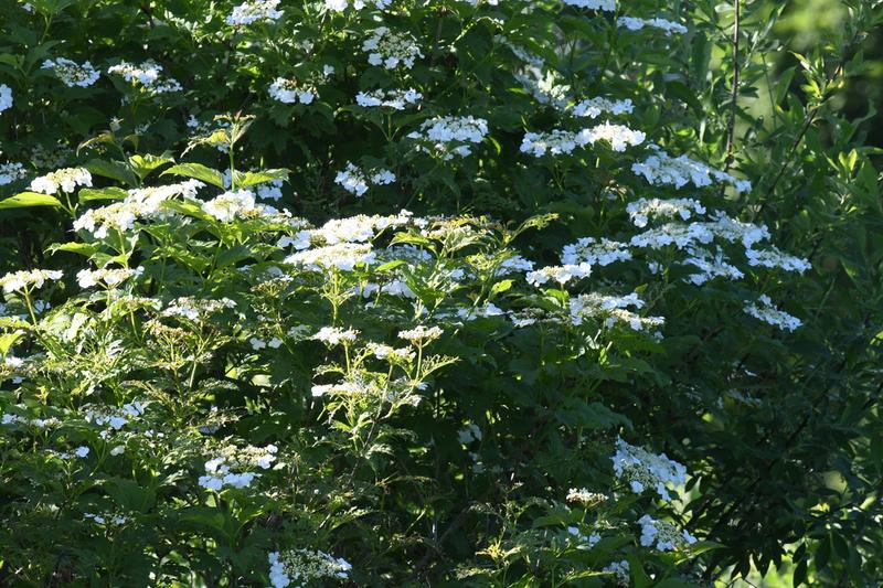 Viburnum opulus, commonly known as Guelder Rose, is a deciduous shrub native to Britain and Europe, prized for its lacecap-like white flowers in late