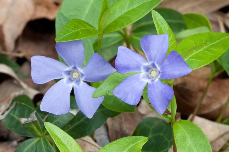 Periwinkle is a low-growing evergreen ground cover with glossy dark green leaves and charming violet-blue flowers that appear from spring through