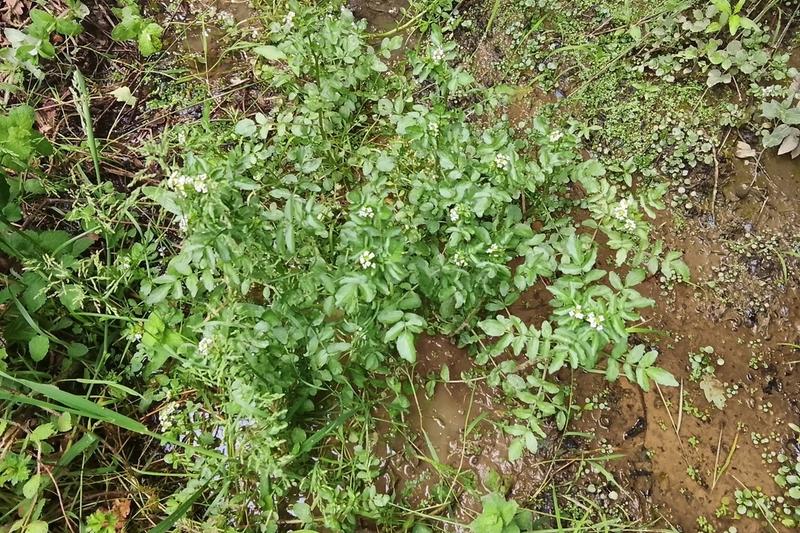 Watercress is a fast-growing aquatic perennial with dark green, peppery leaves that form floating mats in shallow water or very wet soil