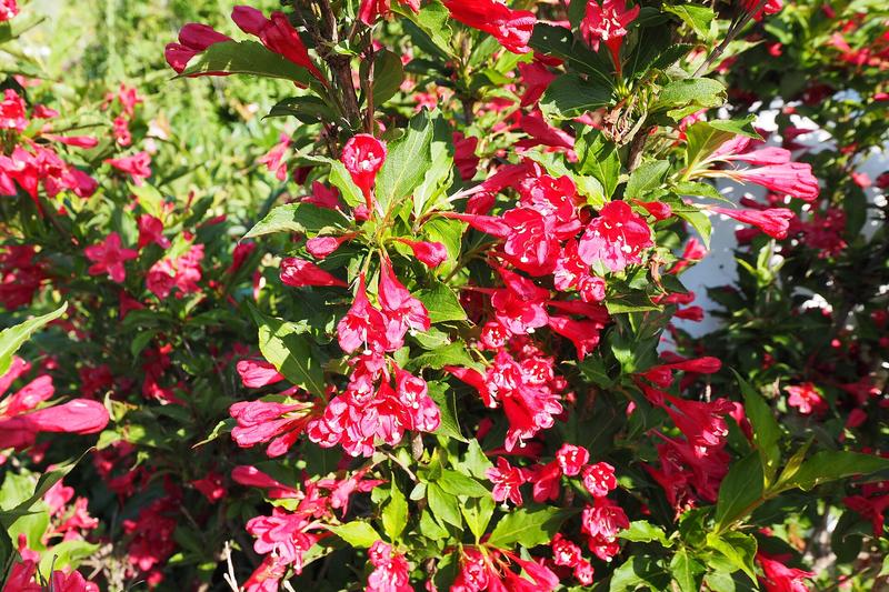 Weigela (Weigela florida): The arching branches are smothered in blooms ranging from white and pale pink to deep crimson, often attracting bees and