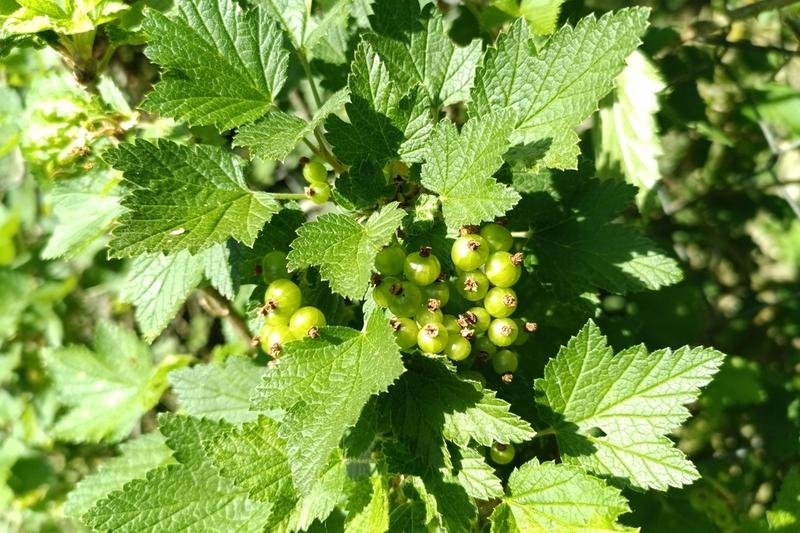 White currant is a deciduous fruiting shrub producing translucent, pale yellow to white berries in elegant drooping clusters during summer