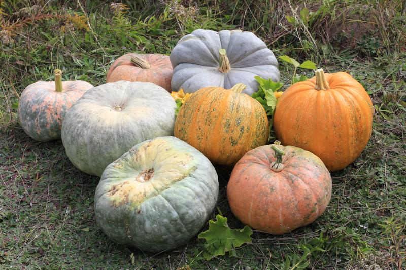 Winter squash is a vigorous, trailing annual vegetable producing large, hard-skinned fruits in shades of orange, green, grey, and blue
