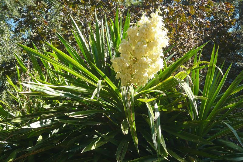 Yucca elephantipes is an architectural houseplant native to Mexico and Central America, prized for its striking rosettes of sword-shaped, glossy
