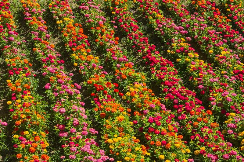 Zinnia is a vibrant half-hardy annual native to Mexico, prized for its bold, daisy-like flowers in nearly every colour except blue